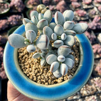 Rare Succulents - Cotyledon Orbiculata