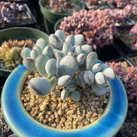 Rare Succulents - Cotyledon Orbiculata