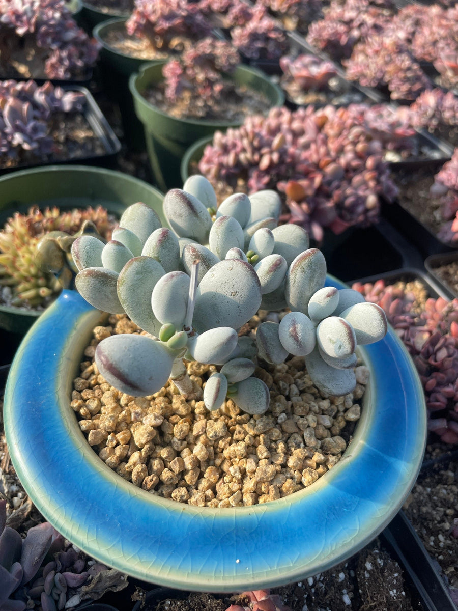 Rare Succulents - Cotyledon Orbiculata