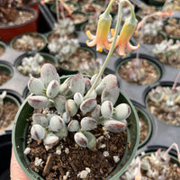 Rare Succulents - Cotyledon Orbiculata