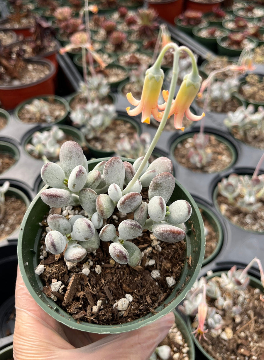 Rare Succulents - Cotyledon Orbiculata