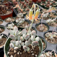 Rare Succulents - Cotyledon Orbiculata