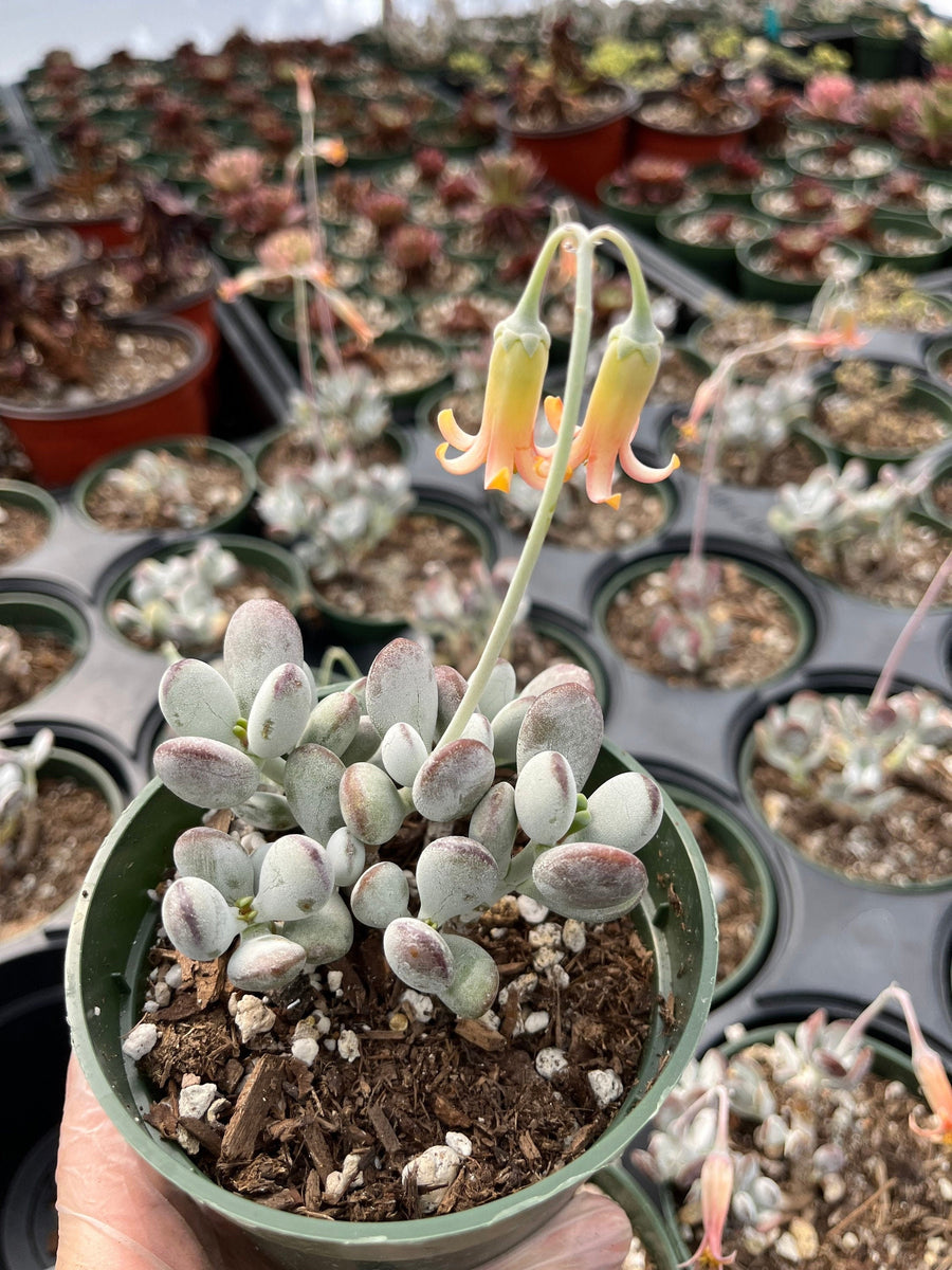 Rare Succulents - Cotyledon Orbiculata