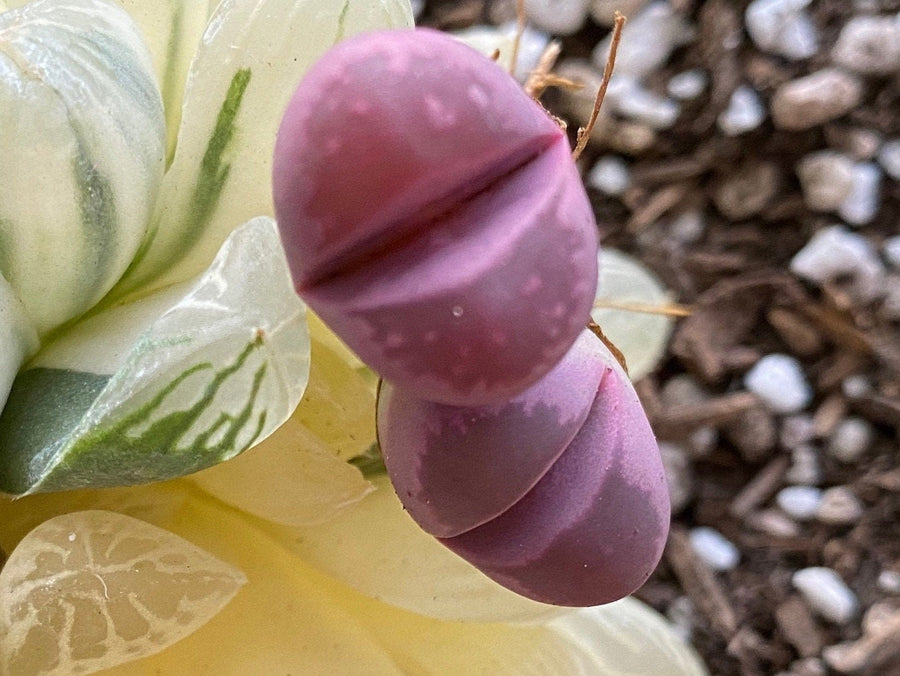 Rare Succulents - Lithops Optica Rubra C81A