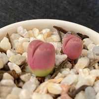 Rare Succulents - Lithops Optica Rubra C81A