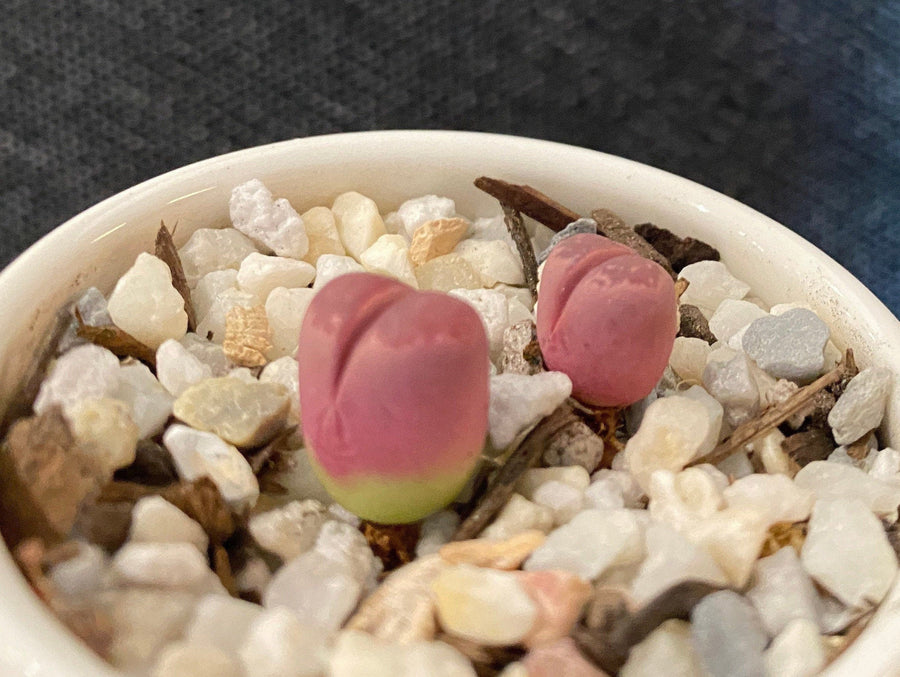 Rare Succulents - Lithops Optica Rubra C81A