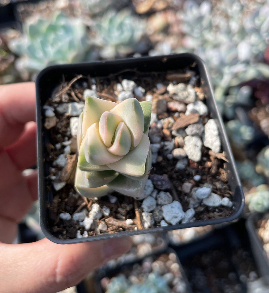 Rare Succulents - Crassula cv Moonglow Varigated