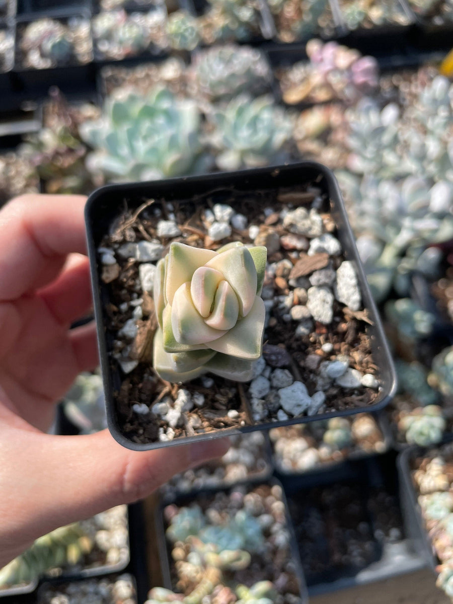 Rare Succulents - Crassula cv Moonglow Varigated