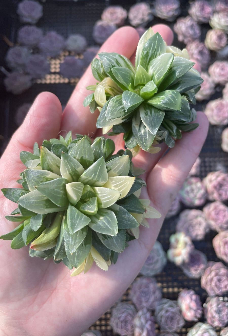 Rare Succulents - Haworthia Varigated Heidelbergensis with pups (3")