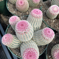 Rare Cactus - Echinocereus Rigidissimus Rainbow Cluster 3-6 Heads