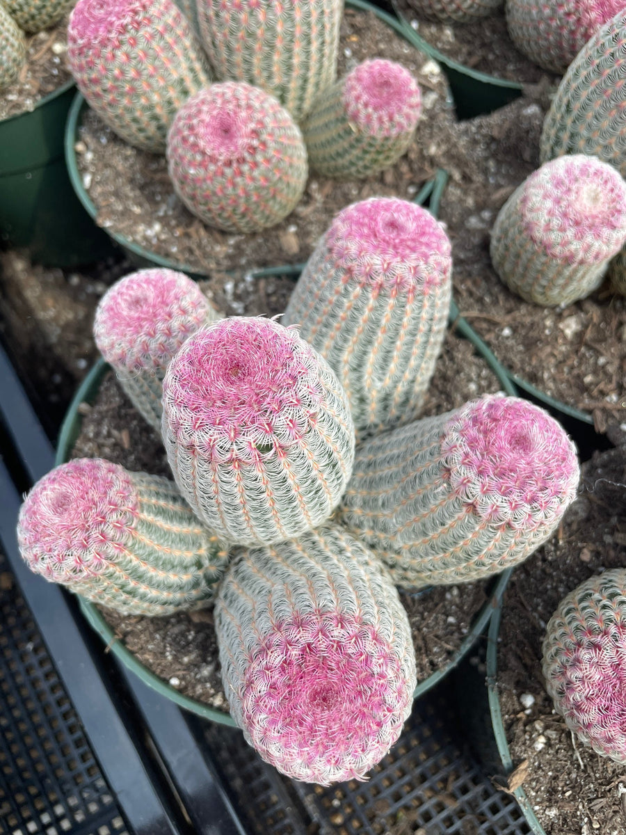 Rare Cactus - Echinocereus Rigidissimus Rainbow Cluster 3-6 Heads