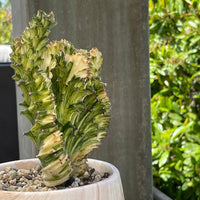 Rare Euphorbia - Euphorbia Lactea Cristata Variegated on rootstock