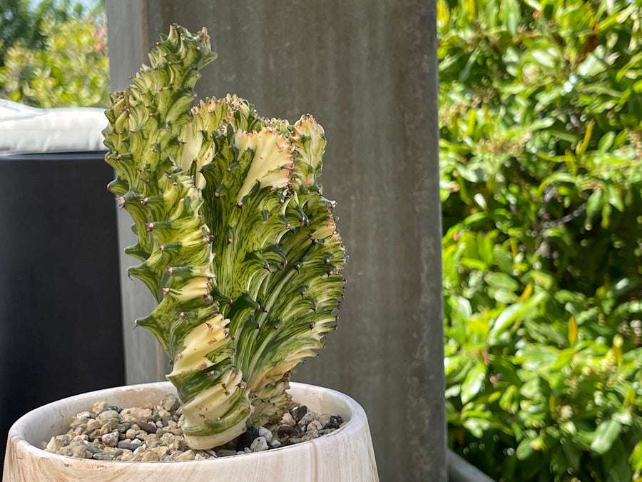 Rare Euphorbia - Euphorbia Lactea Cristata Variegated on rootstock
