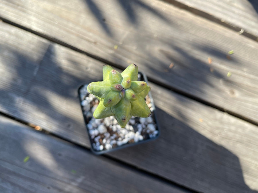 Rare Cactus - Myrtillocactus Geometrizans Fukurokuryuzinboku 'boobie cactus' (4”-6”)