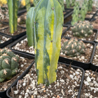 Rare Cactus - Myrtillocactus Geometrizans variegated