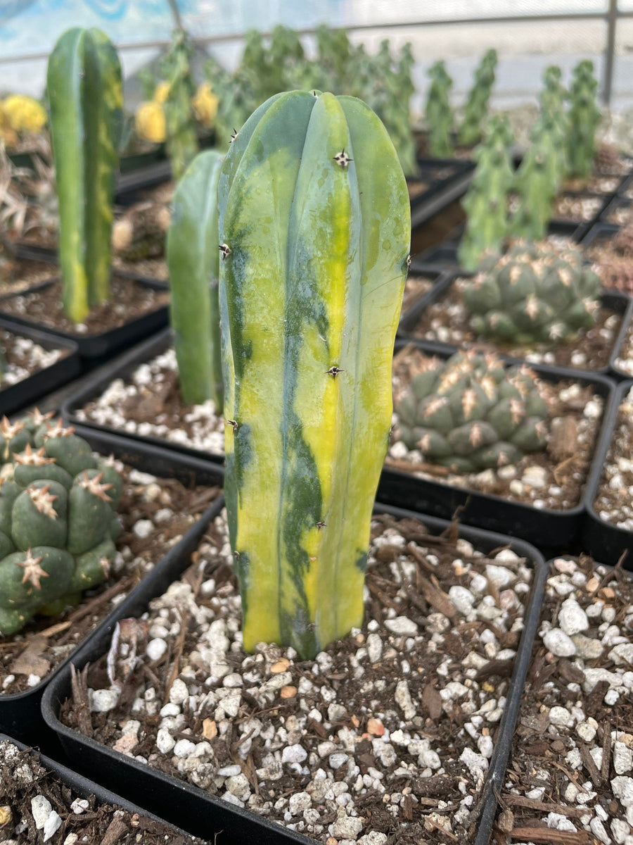 Rare Cactus - Myrtillocactus Geometrizans variegated