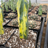 Rare Cactus - Myrtillocactus Geometrizans variegated