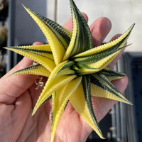 Rare Succulents - Haworthia varigated Limifolia (3.5&quot;)