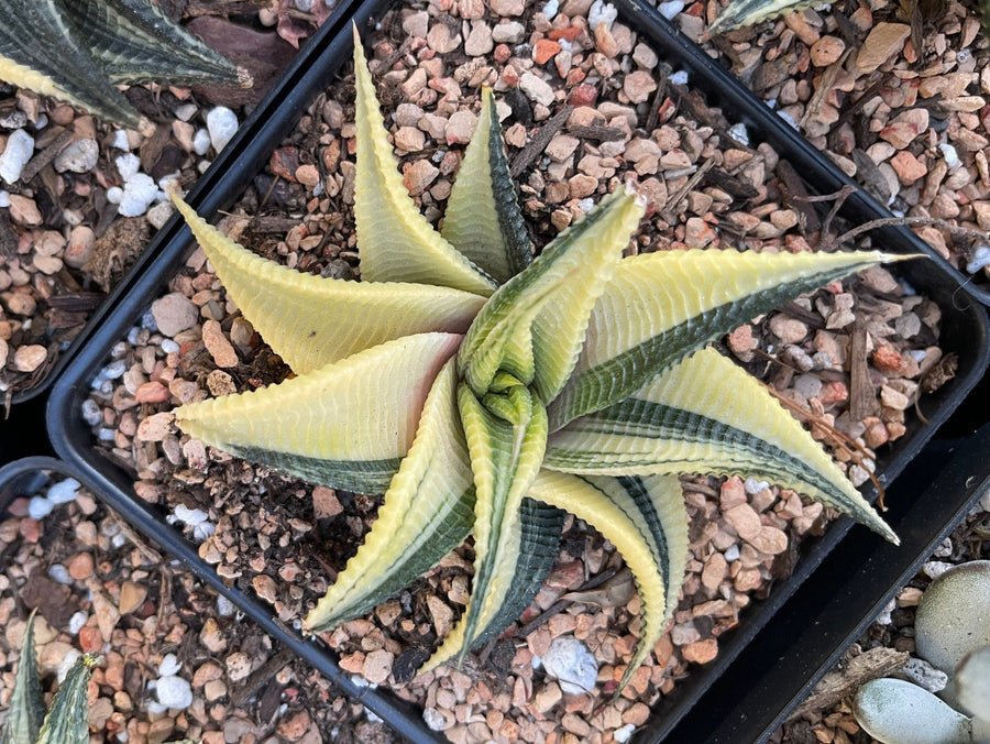 Rare Succulents - Haworthia varigated Limifolia (3.5")