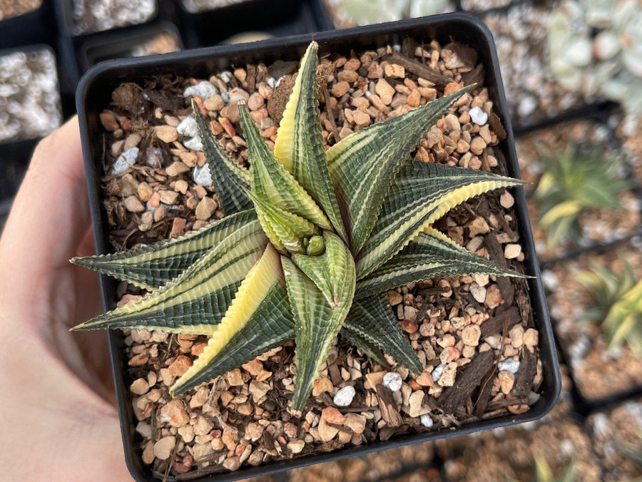 Rare Succulents - Haworthia varigated Limifolia (3.5")