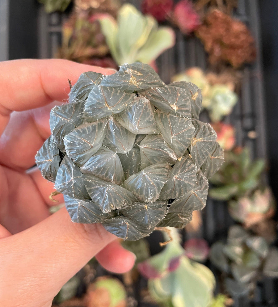 Rare Succulents - Haworthia Kyodai Akasen Lens (3.5" Pot)