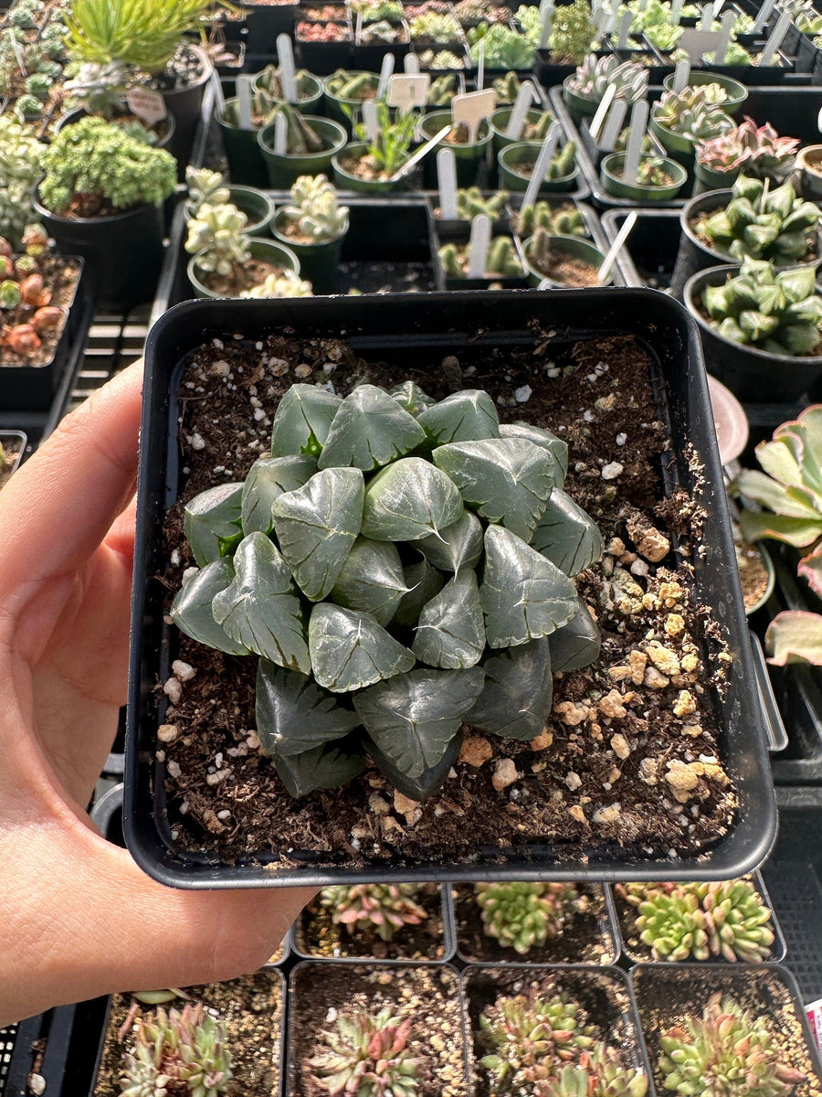 Rare Succulents - Haworthia Kyodai Akasen Lens (3.5" Pot)