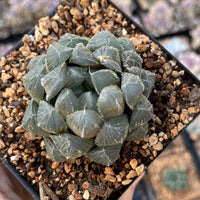 Rare Succulents - Haworthia Kyodai Akasen Lens (3.5&quot; Pot)