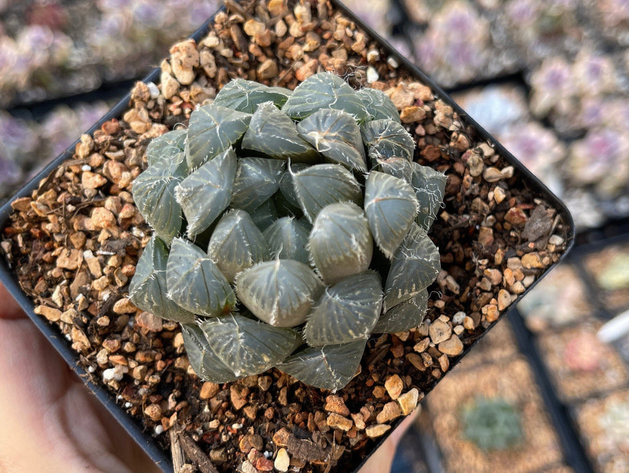 Rare Succulents - Haworthia Kyodai Akasen Lens (3.5" Pot)