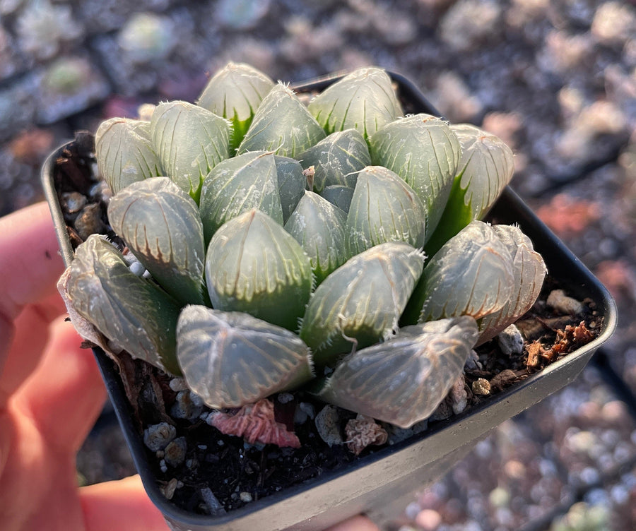 Rare Succulents - Haworthia Kyodai Akasen Lens (3.5" Pot)