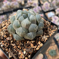 Rare Succulents - Haworthia Kyodai Akasen Lens (3.5&quot; Pot)