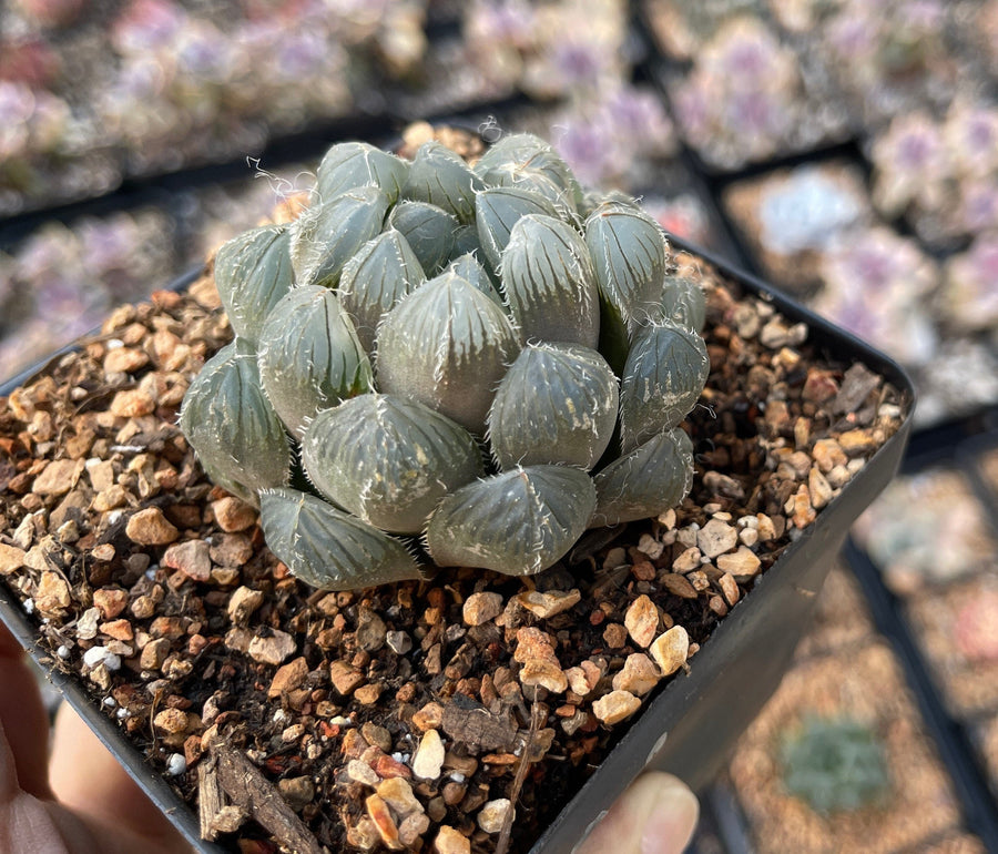 Rare Succulents - Haworthia Kyodai Akasen Lens (3.5" Pot)