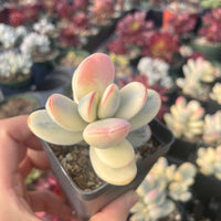 Rare Succulents - Cotyledon orbiculata Varigated (2.5” pot)