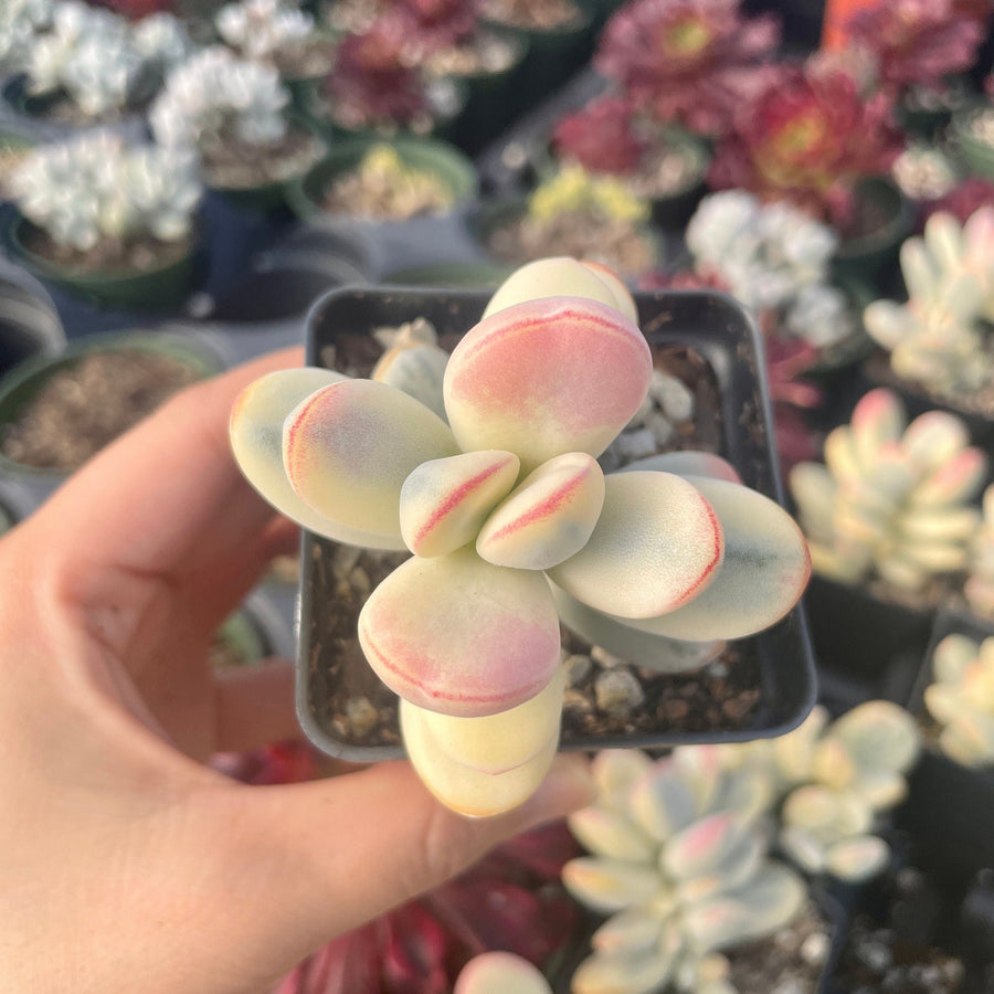 Rare Succulents - Cotyledon orbiculata Varigated (2.5” pot)