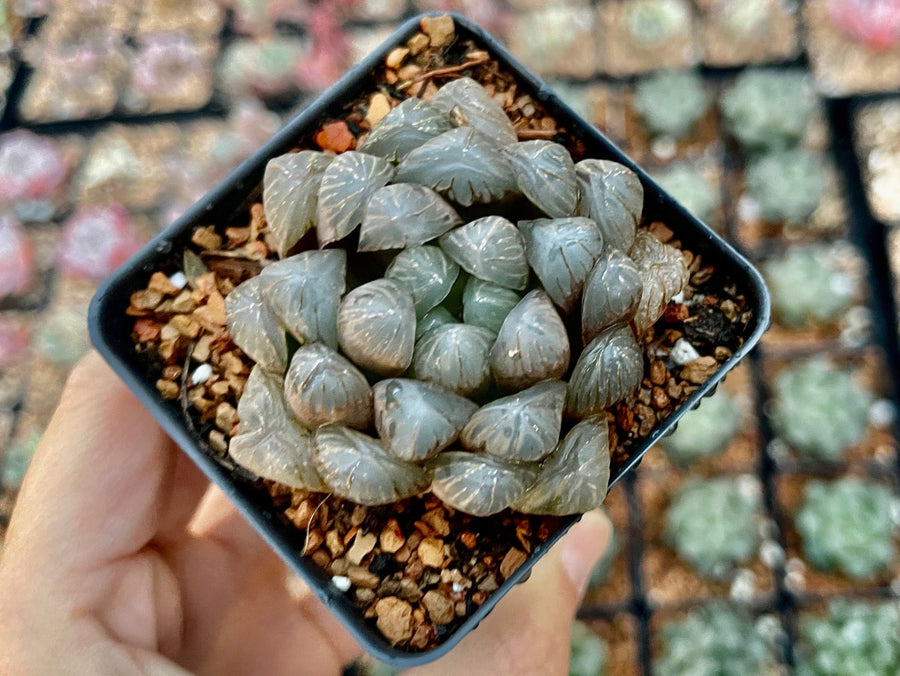 Rare Succulents - Haworthia Cooperi OB1