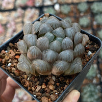 Rare Succulents - Haworthia Cooperi OB1