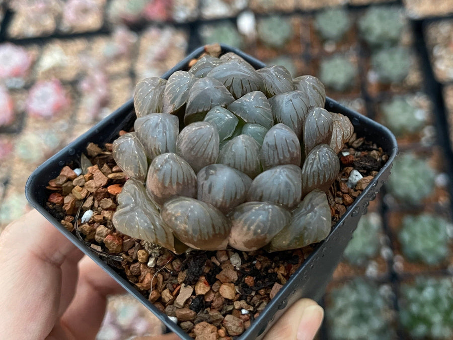 Rare Succulents - Haworthia Cooperi OB1