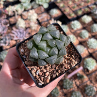 Rare Succulents - Haworthia Cooperi OB1