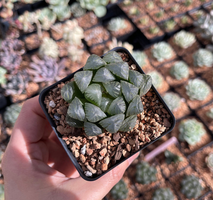 Rare Succulents - Haworthia Cooperi OB1