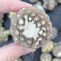 Rare Cactus - Copiapoa Hypogaea