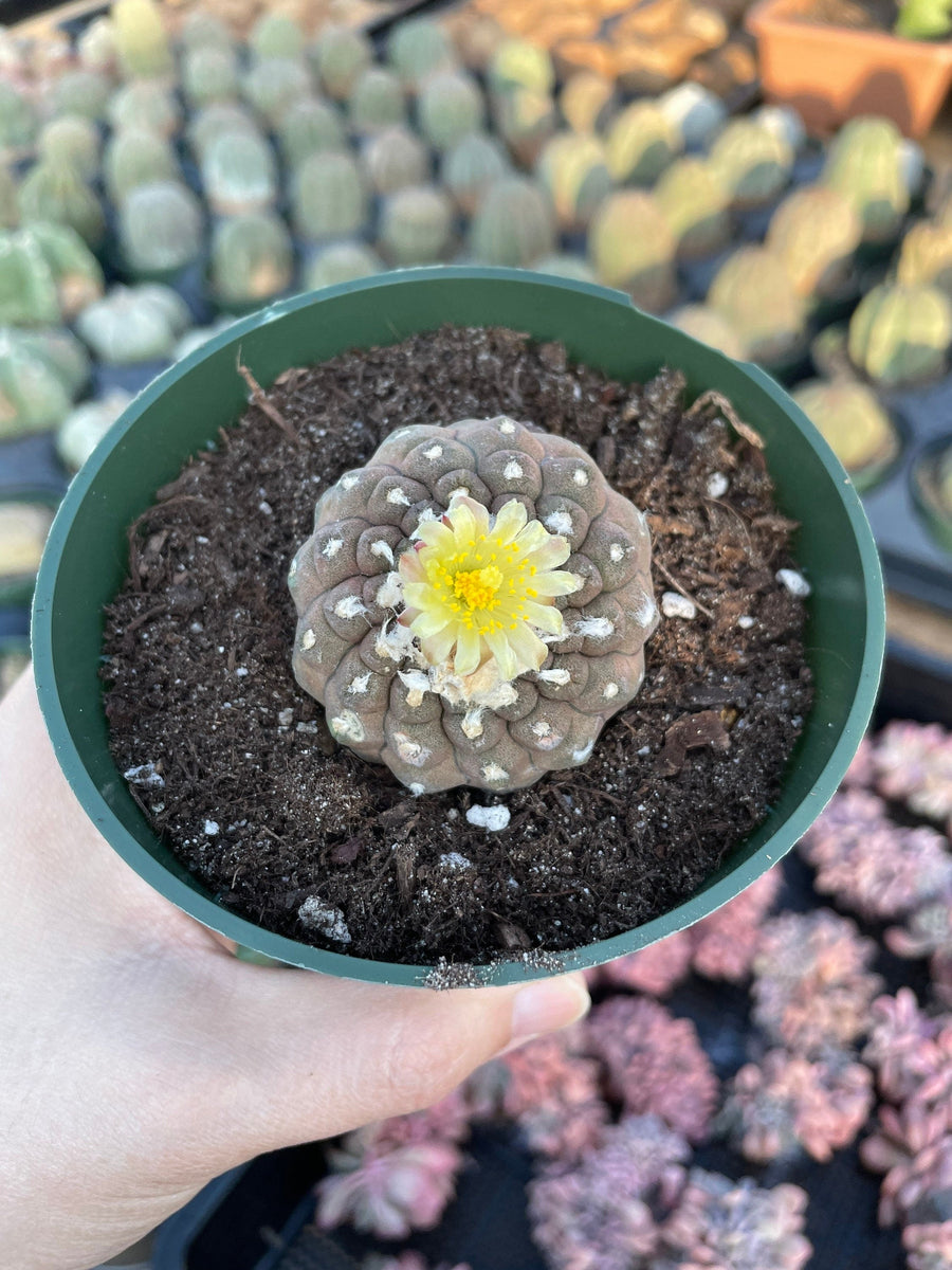 Rare Cactus - Copiapoa Hypogaea