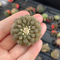 Rare Cactus - Copiapoa Hypogaea