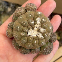 Rare Cactus - Copiapoa Hypogaea