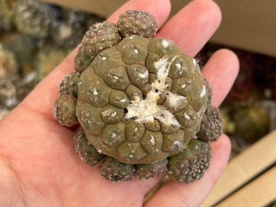 Rare Cactus - Copiapoa Hypogaea