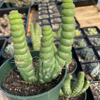 Rare Cactus - Eulychnia Crastanea Crestata &#39;Unicorn Cactus&#39;