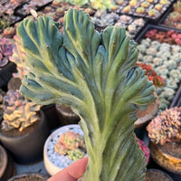 Rare Cactus - Myrtillocactus Geometrizans Crested