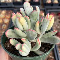 Rare Succulents - Cotyledon orbiculata Varigated Long Leave