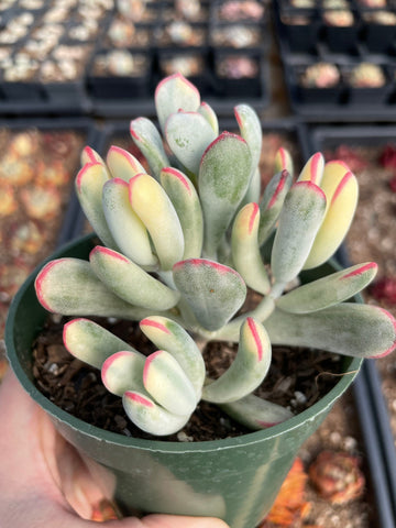 Rare Succulents - Cotyledon orbiculata Varigated Long Leave