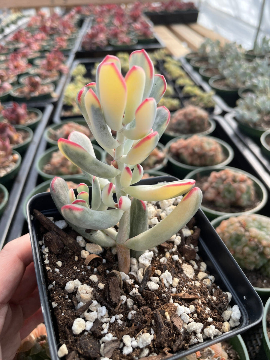 Rare Succulents - Cotyledon orbiculata Varigated Long Leave