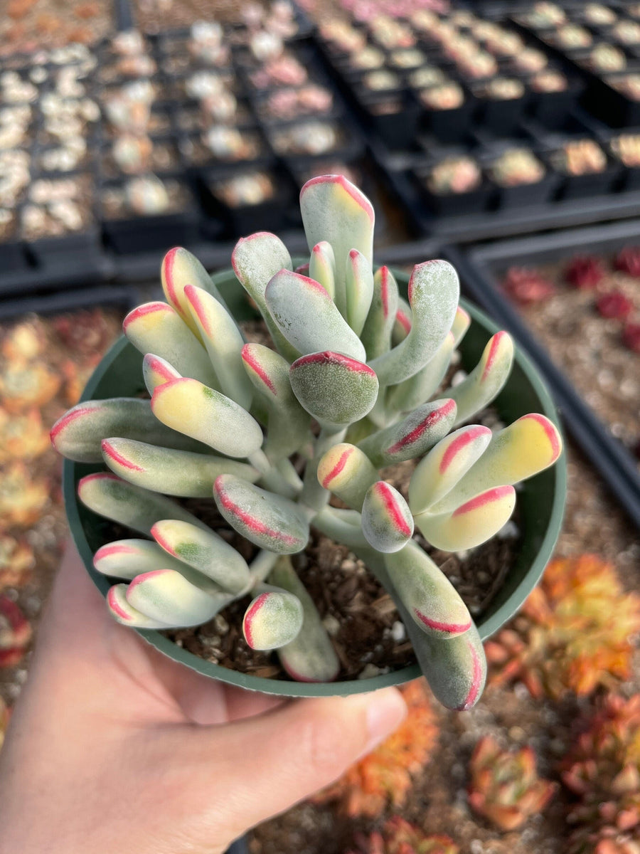 Rare Succulents - Cotyledon orbiculata Varigated Long Leave