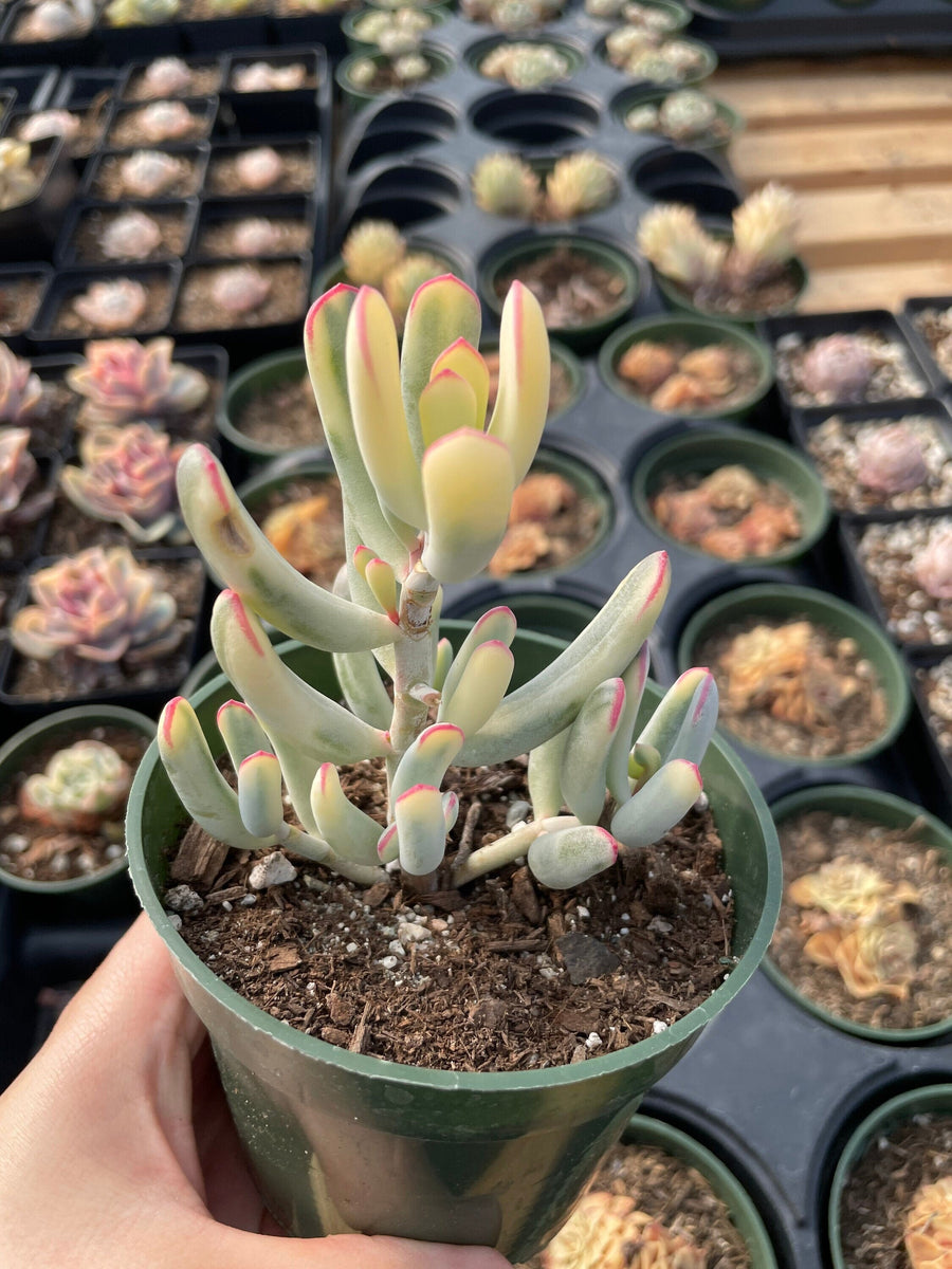 Rare Succulents - Cotyledon orbiculata Varigated Long Leave